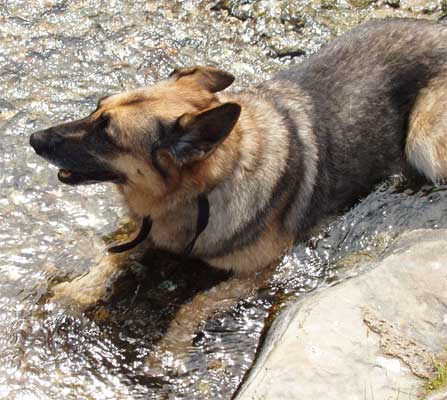 Dog Photo