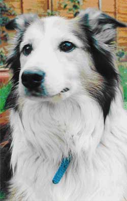 Dog Photo Loading